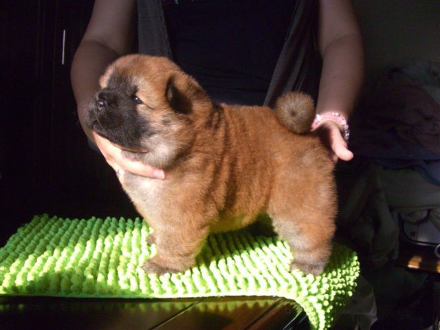 チャウチャウ子犬たち洗って写真撮りました Nyan Chow S チャウチャウ