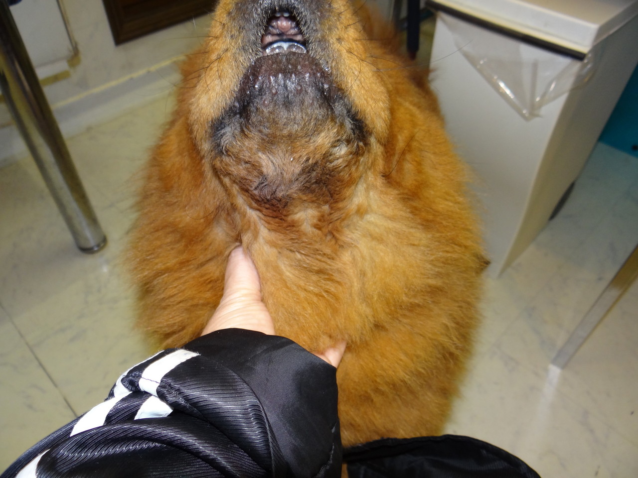 カナダのチャウ子犬 吾郎ちゃん動画届きました Nyan Chow S チャウチャウ カナダのチャウ子犬 吾郎ちゃん動画届きました Nyan Chow S チャウチャウ