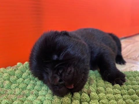line_82599055602790