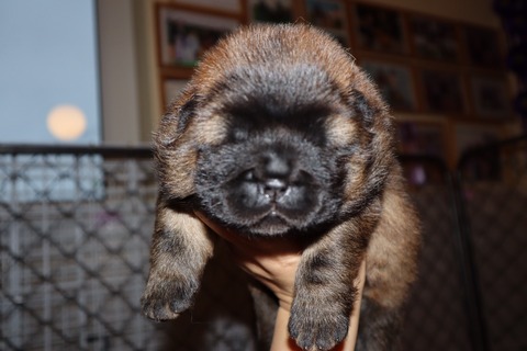 line_187418070950440