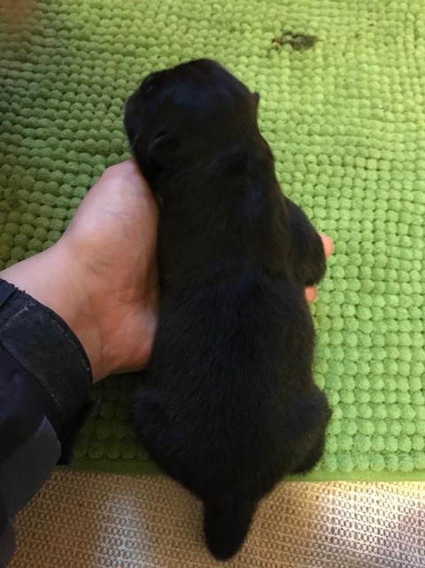 470g Boy