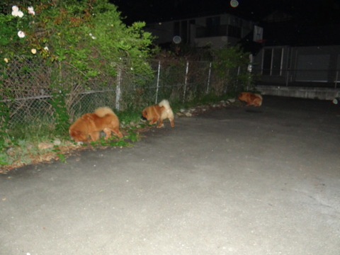 DSC08041