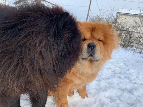 line_582436534444418