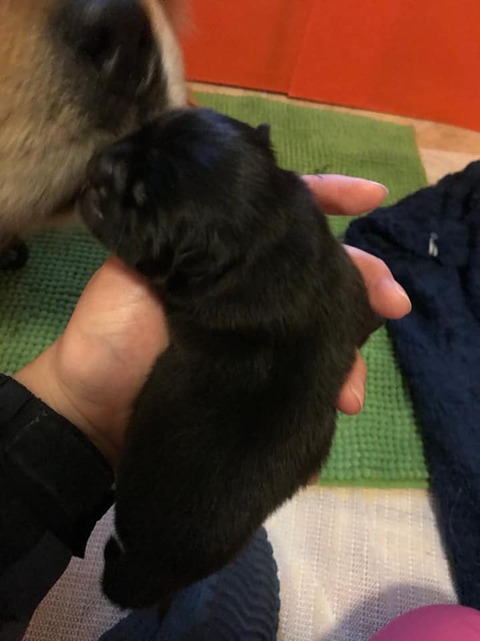374g No.2 Girl