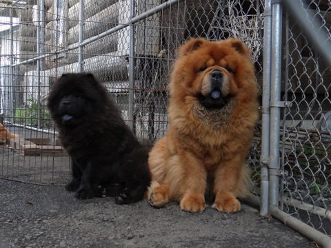 DSC07785 - コピー