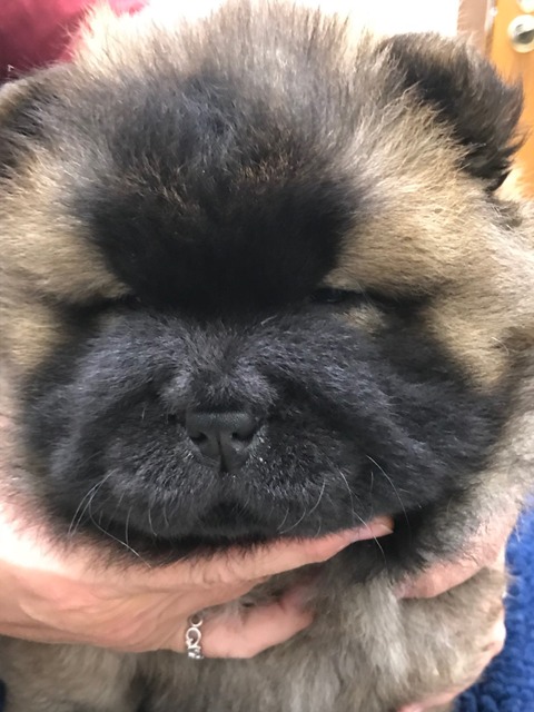 line_1811267575354909