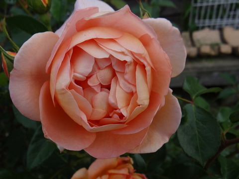 DSC06006