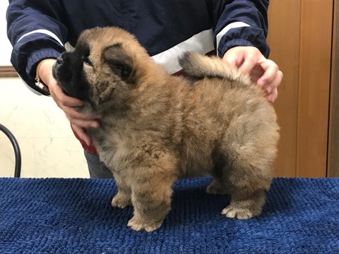 line_1811259397292099