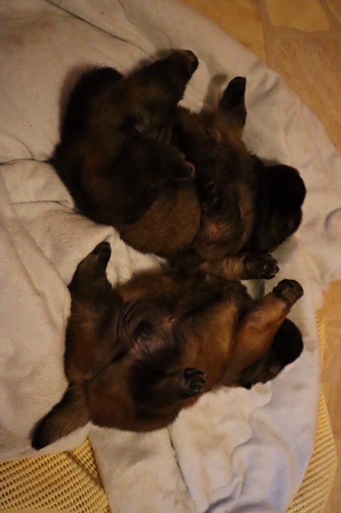 line_187459292544696