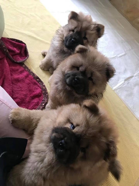 72300192_2712306705470071_2159590559512002560_n