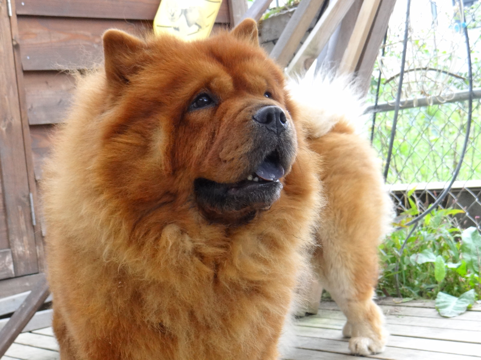 Image result for chow chow 犬 テール