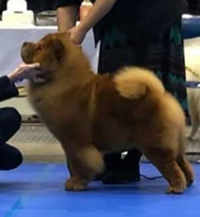 48371974_2201389469895133_7159818440729952256_na