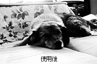 シャープなニャンちゅう