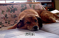のんびりニャンちゅう