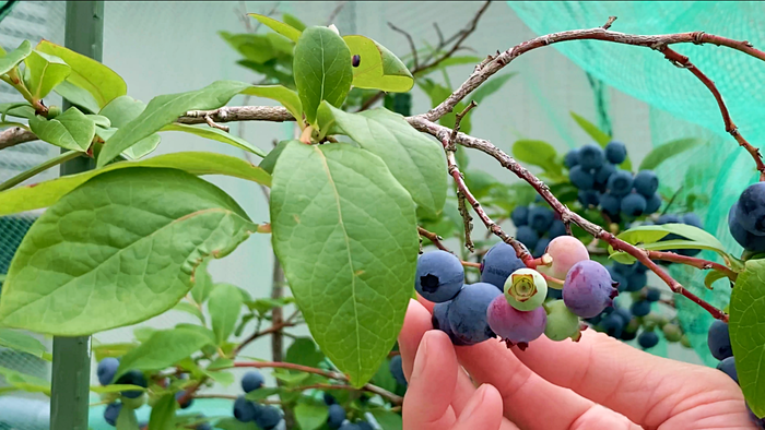 スクリーンショット 2022-06-19 11.44.52