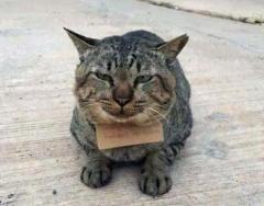 家出した猫が“請求書”をぶら下げて帰ってきた！「この魚つけといて」 タイ