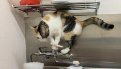 お水出しますニャ! 水道の蛇口に興味津々の子猫ちゃん