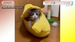 “バナナ”から続々子猫「カワイイの大渋滞」
