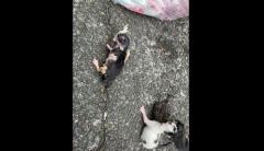 子ネコ4匹を生きたままゴミに... 27歳男を逮捕 長崎