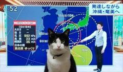 台風の進路予想図に“猫”が出現!? テレビ前に鎮座する猫ちゃんに「和みます」「猫なら大歓迎」 モフモフ警報発令中!?