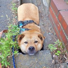 まるで「焼きたて食パン！？」お散歩だと思ったら注射だった犬さん、帰り道のいじけかたが独特と話題