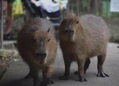 カピバラに襲われ、女児けが 頭や首かまれる 群馬・富岡市