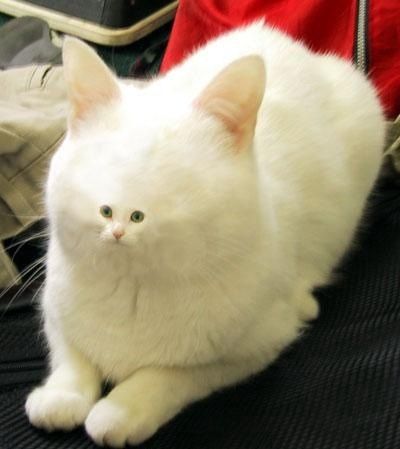 かわいくない猫画像まとめ ネコ画像まとめ かわいくない猫画像まとめ ネコ画像まとめ