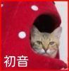 hatune