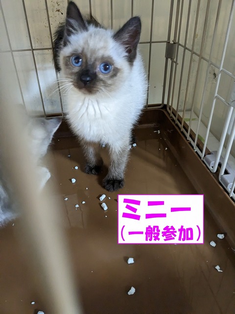 s-mini-