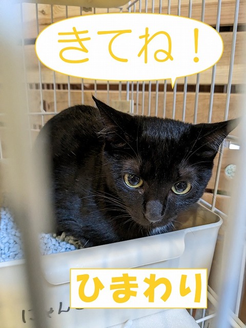 s-himawari