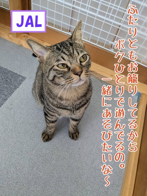 s-jal