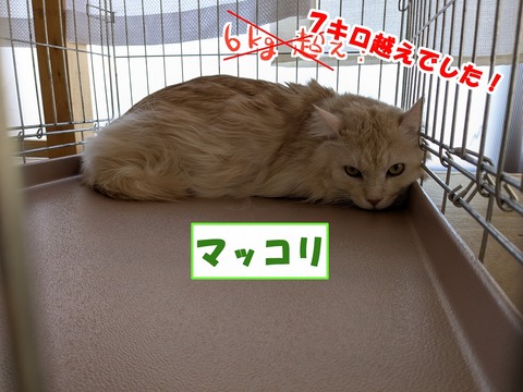 s-makkori