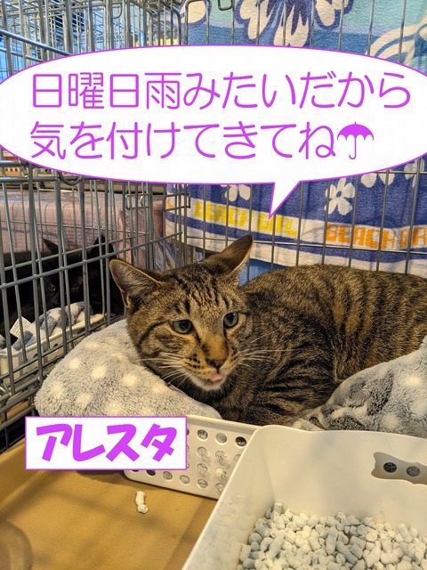 s-aresutaame