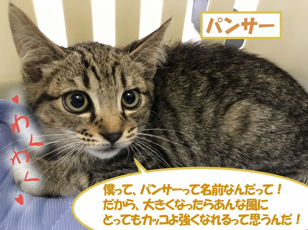 イメージ 6