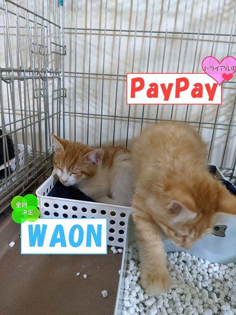 s-PaypayWAON
