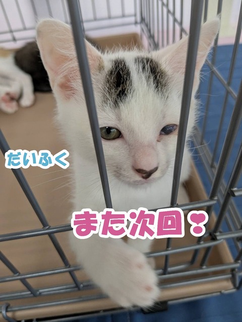 s-dai