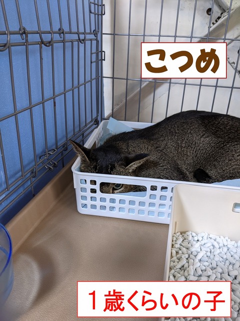 s-kotume