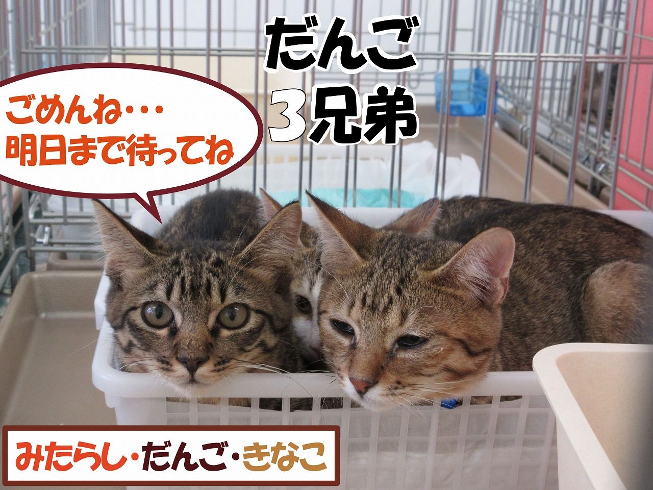 イメージ 3