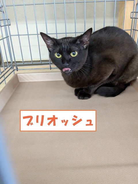 s-buriossyu
