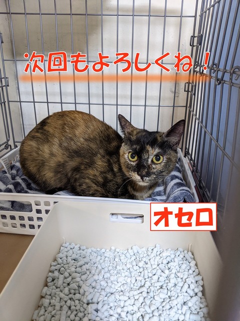 s-osero