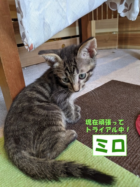 s-miro