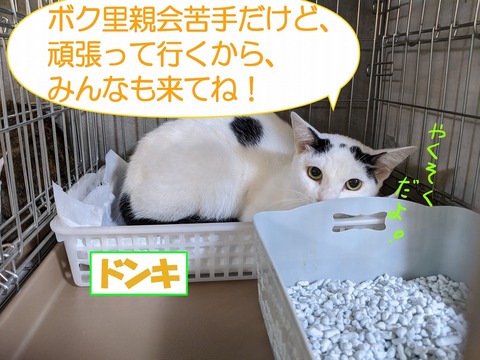 s-donki