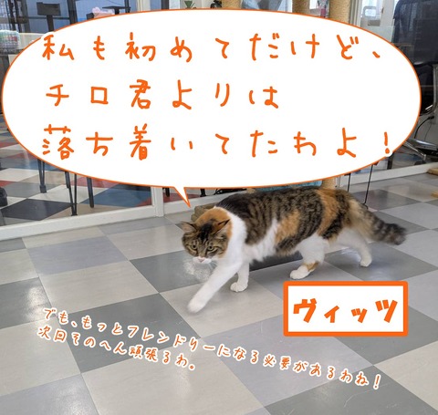 s-vittu
