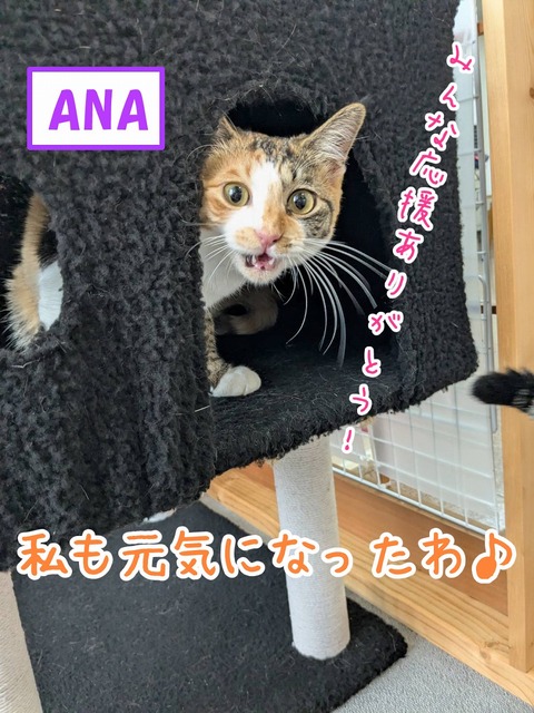 s-ANA
