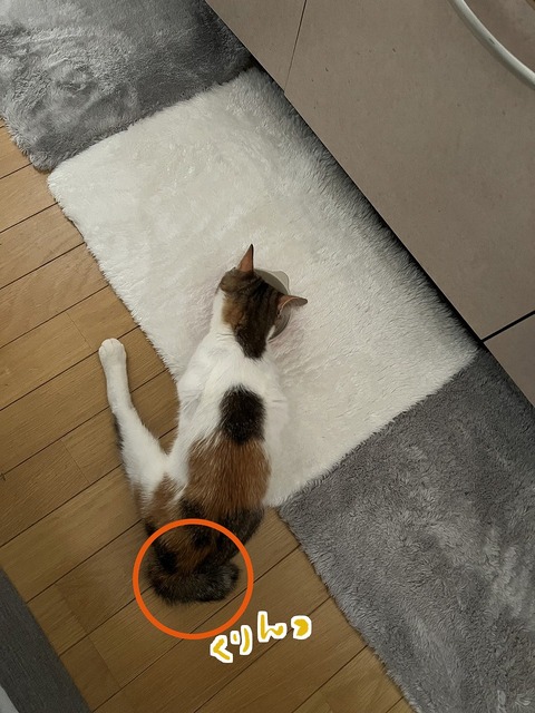 s-myu-sippo