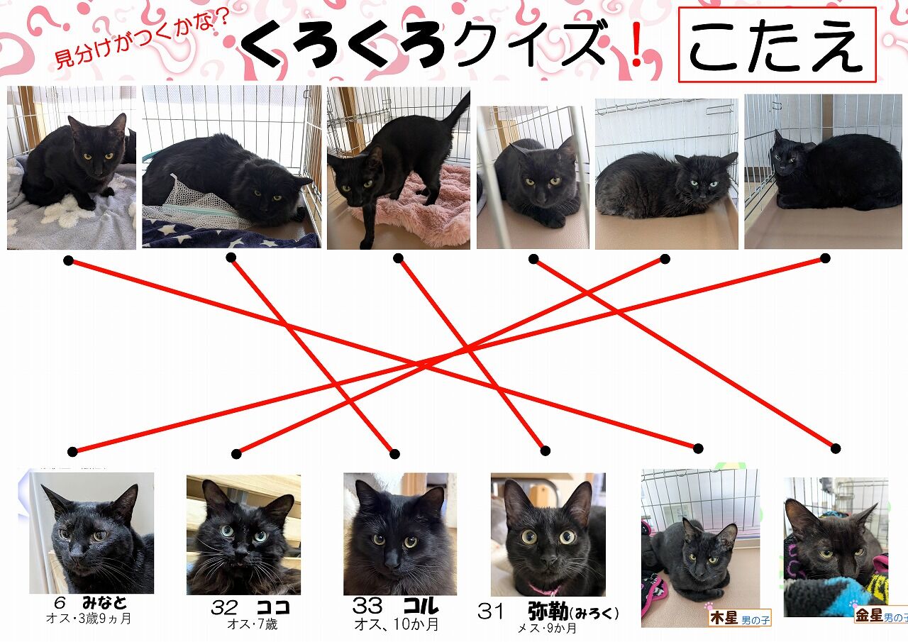 3月8日（日）の里親会報告 : 四日市にゃんこレスキュー 愛の手 里親