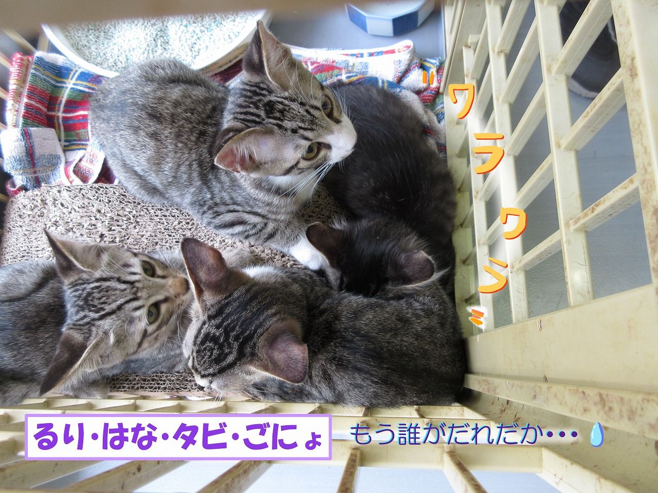 イメージ 4