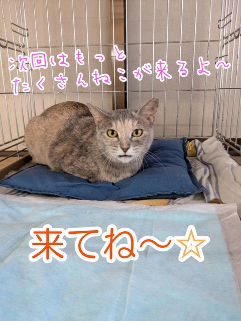 s-otome