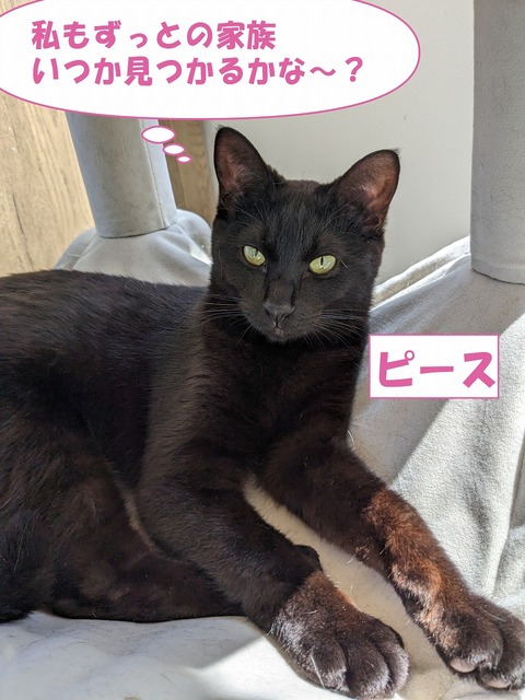 s-pi-su
