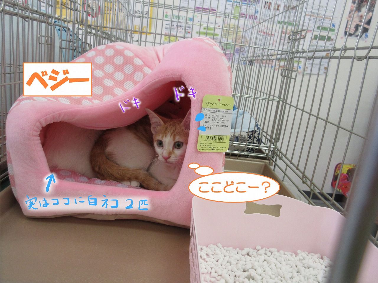 イメージ 4